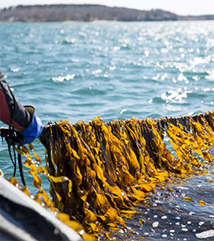 Seaweed on rope