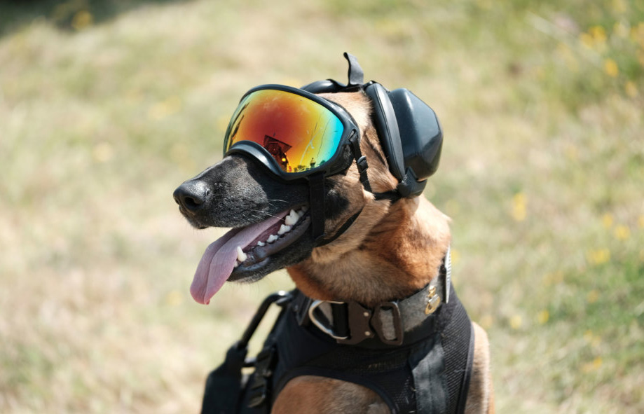 Dog wearing protective gear