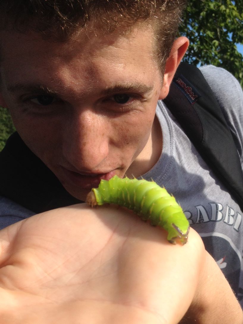 polyphemus moth larvae natural history class