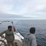 walewatching off Nova Scotia