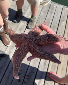 Holding large starfish