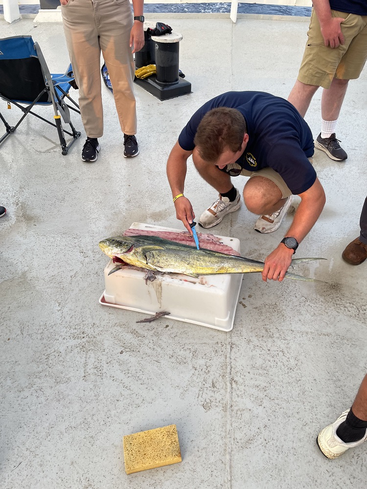 A brave midshipman finally takes the plunge and begins filleting this fish.